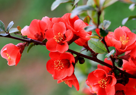 海棠花