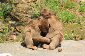 可爱的武夷山的猴子