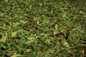 红茶制作工艺萎凋