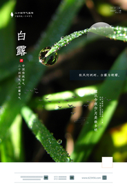 简约风白露节气海报