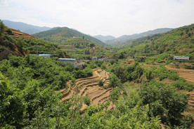 桑葚采摘 桑葚上市 桑甚果