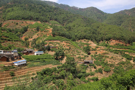 桑葚采摘 桑葚上市 桑甚果