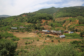 桑葚园林 桑葚上市 桑甚果