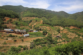 桑葚采摘 桑葚上市 桑甚果