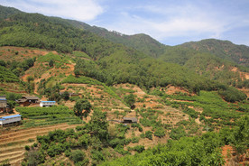 桑葚园林 桑葚上市 桑甚果