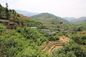 桑葚采摘 桑葚上市 桑甚果