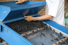 桑葚采摘 桑葚上市 桑甚果