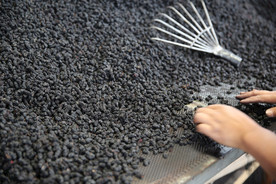 桑葚采摘 桑葚上市 桑甚果