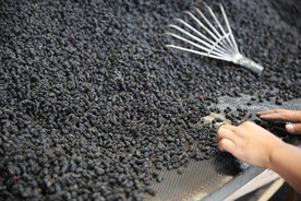 桑葚采摘 桑葚上市 桑甚果