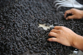 桑葚采摘 桑葚上市 桑甚果