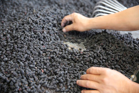 桑葚采摘 桑葚上市 桑甚果