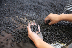 桑葚采摘 桑葚上市 桑甚果