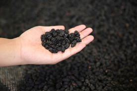 桑葚采摘 桑葚上市 桑甚果