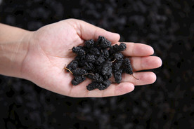 桑葚采摘 桑葚上市 桑甚果