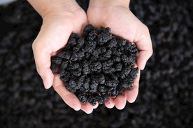 桑葚采摘 桑葚上市 桑甚果