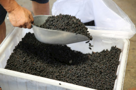 桑葚采摘 桑葚上市 桑甚果