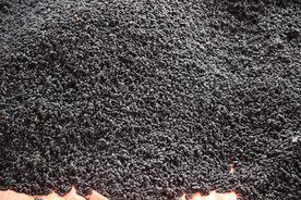 桑葚采摘 桑葚上市 桑甚果