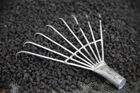 桑葚采摘 桑葚上市 桑甚果