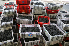 桑葚采摘 桑葚上市 桑甚果