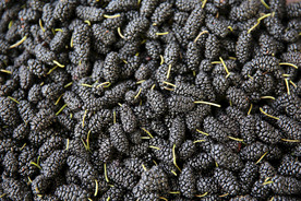 桑葚采摘 桑葚上市 桑甚果