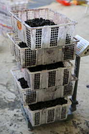 桑葚采摘 桑葚上市 桑甚果