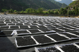 桑葚采摘 桑葚上市 桑甚果