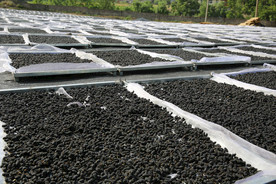 桑葚采摘 桑葚上市 桑甚果