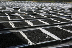 桑葚采摘 桑葚上市 桑甚果