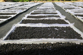 桑葚采摘 桑葚上市 桑甚果