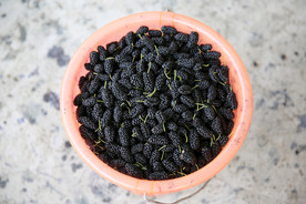 桑葚采摘 桑葚上市 桑甚果