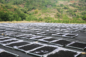 桑葚采摘 桑葚上市 桑甚果