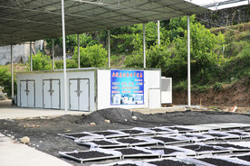 桑葚采摘 桑葚上市 桑甚果