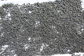 桑葚采摘 桑葚上市 桑甚果