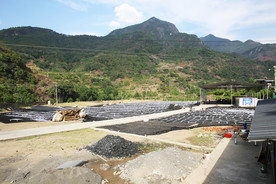 桑葚采摘 桑葚上市 桑甚果