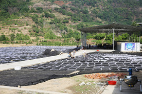 桑葚采摘 桑葚上市 桑甚果