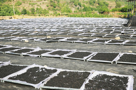 桑葚采摘 桑葚上市 桑甚果