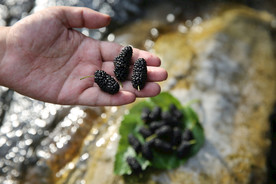 桑葚采摘 桑葚上市 桑甚果