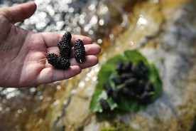 桑葚采摘 桑葚上市 桑甚果