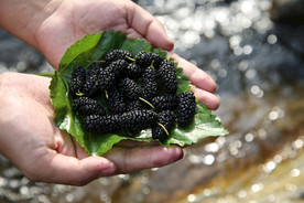 桑葚采摘 桑葚上市 桑甚果