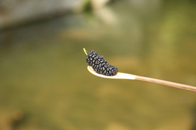 桑葚采摘 桑葚上市 桑甚果