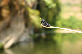 桑葚采摘 桑葚上市 桑甚果