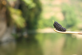 桑葚采摘 桑葚上市 桑甚果