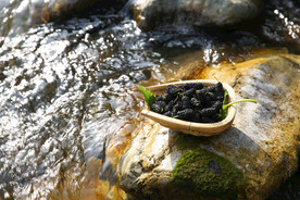 桑葚采摘 桑葚上市 桑甚果