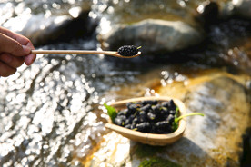 桑葚采摘 桑葚上市 桑甚果