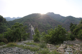 桑葚采摘 桑葚上市 桑甚果