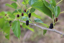 桑葚采摘 桑葚上市 桑甚果
