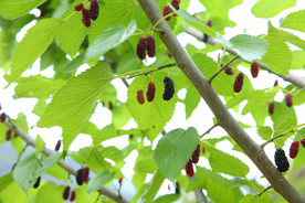 桑葚采摘 桑葚上市 桑甚果