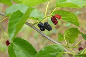 桑葚采摘 桑葚上市 桑甚果