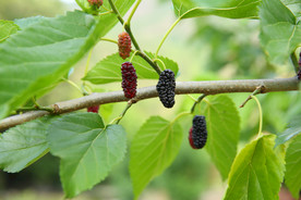 桑葚采摘 桑葚上市 桑甚果