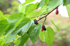 桑葚采摘 桑葚上市 桑甚果